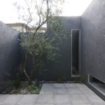 神戸市御影に建つコートハウス中庭にある植栽のオリーブ